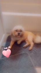Lost Male Dog last seen 80th Champlain, Chicago, IL 60619