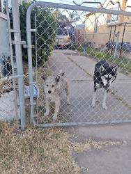 Found/Stray Female Dog last seen Pacific Place/Amalia Avenue , East Los Angeles, CA 90022