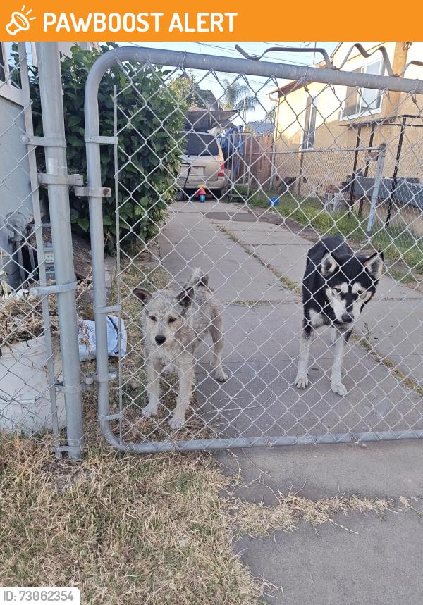 Found/Stray Female Dog last seen Pacific Place/Amalia Avenue , East Los Angeles, CA 90022