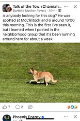 Found/Stray Unknown Dog last seen McClintock and Deal, Channahon, IL 60410