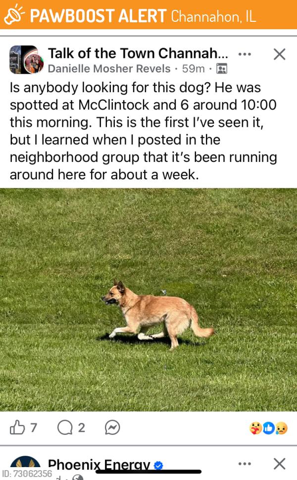 Found/Stray Unknown Dog last seen McClintock and Deal, Channahon, IL 60410