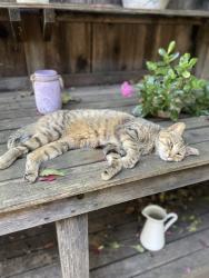 Lost Female Cat last seen Little Chico Creek ests off Picholine and Ascolano Way, Chico, CA 95928