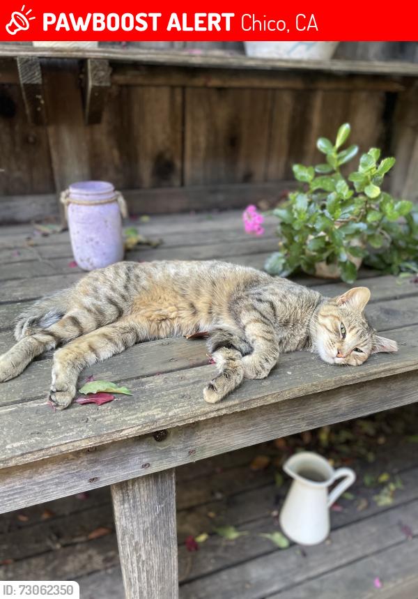 Lost Female Cat last seen Little Chico Creek ests off Picholine and Ascolano Way, Chico, CA 95928