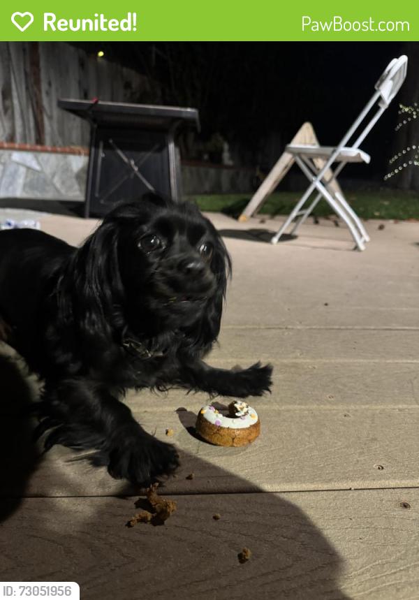 Reunited Female Dog last seen Washington x Lewelling, San Leandro, CA 94577