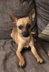 Reunited Male Dog last seen Near Briarwick Ct, Tampa, FL 33615