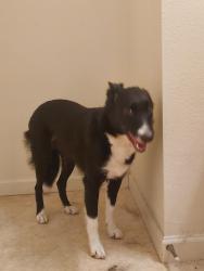 Reunited Female Dog last seen Corner of Lanes Mill and Nichols road, Butler County, OH 45056