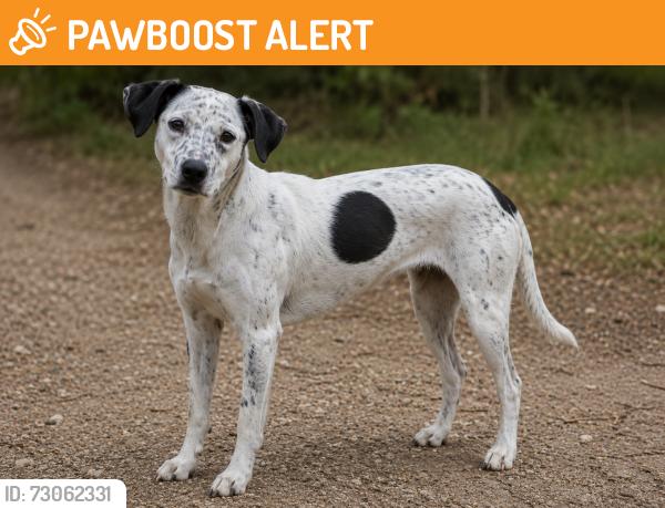 Found/Stray Female Dog last seen Northridge elementary school, Highlands Ranch, CO 80126