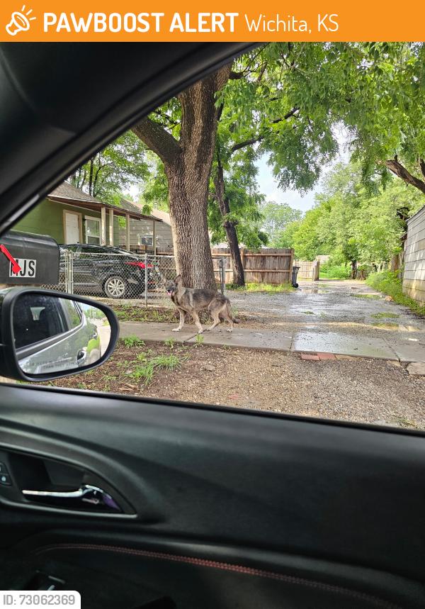Found/Stray Unknown Dog last seen E Boston and Terrace, Wichita, KS 67218