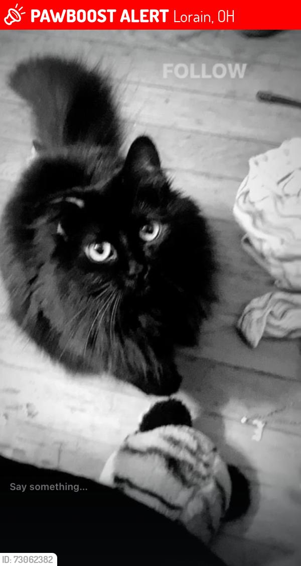 Lost Female Cat last seen walmart, home depot, Lorain, OH 44053