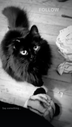 Lost Female Cat last seen walmart, home depot, Lorain, OH 44053