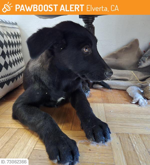 Found/Stray Female Dog last seen W delano and Elwyn, Elverta, CA 95626