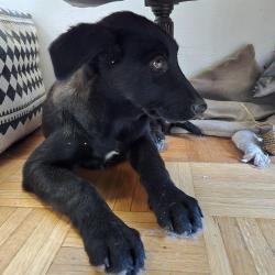 Found/Stray Female Dog last seen W delano and Elwyn, Elverta, CA 95626