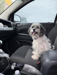 Lost Male Dog last seen 36th & Campbell, Tucson, AZ 85713