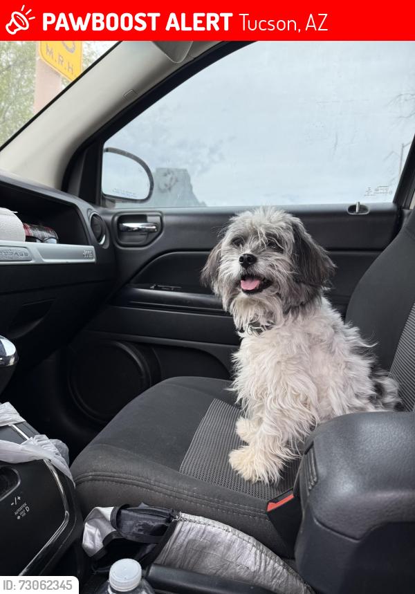 Lost Male Dog last seen 36th & Campbell, Tucson, AZ 85713