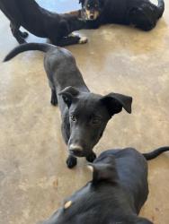 Lost Female Dog last seen Kings chapel Steadman cemetery, Townley, AL 35587
