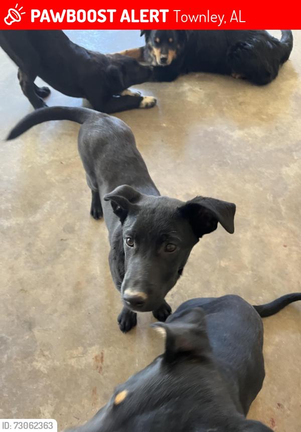 Lost Female Dog last seen Kings chapel Steadman cemetery, Townley, AL 35587