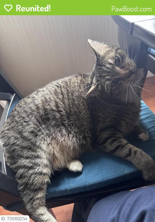 Reunited Female Cat last seen Near Telegraph Ave, Berkeley, CA 94704, USA, Berkeley, CA 94704