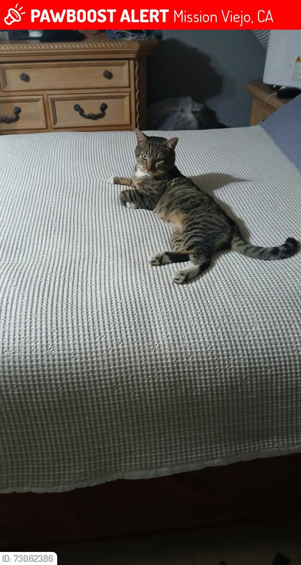 Lost Male Cat last seen He was under a car, Mission Viejo, CA 92691