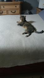 Lost Male Cat last seen He was under a car, Mission Viejo, CA 92691
