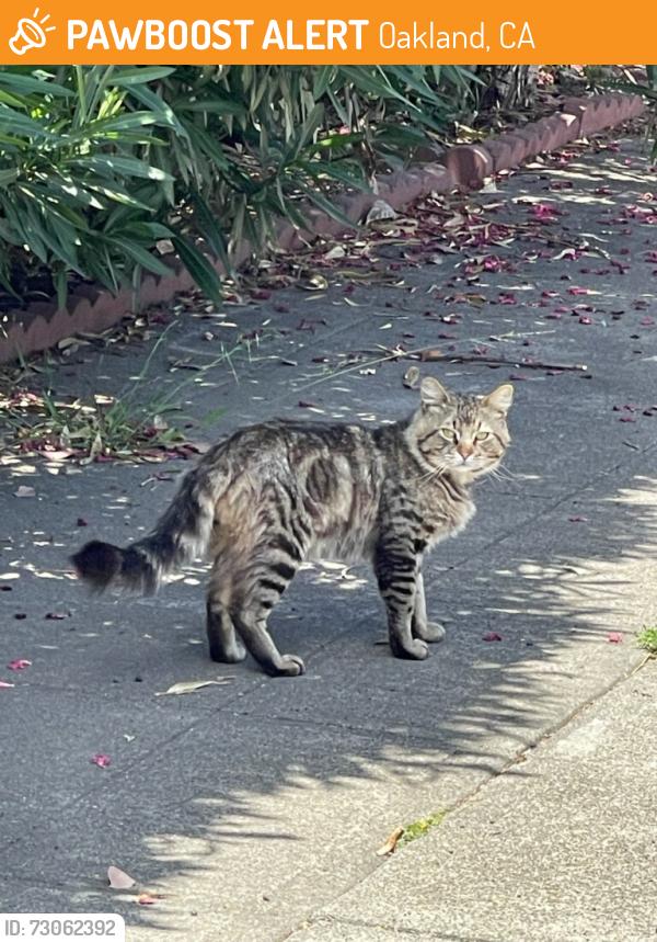 Found/Stray Unknown Cat last seen Georgia, Oakland, CA 94602