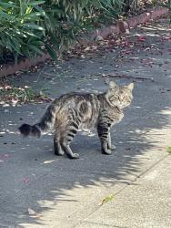 Found/Stray Unknown Cat last seen Georgia, Oakland, CA 94602