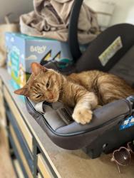 Lost Male Cat last seen Near n ridgeway ave Chicago IL , Chicago, IL 60651