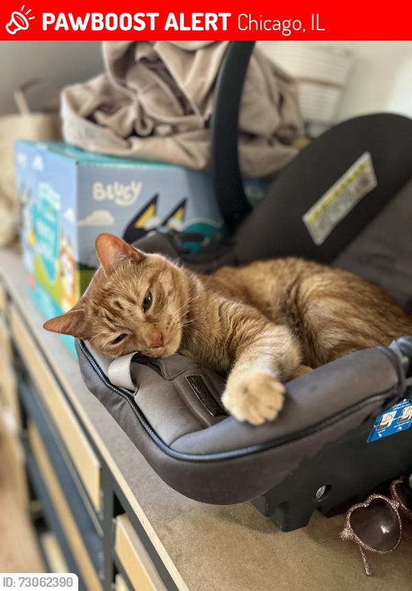 Lost Male Cat last seen Near n ridgeway ave Chicago IL , Chicago, IL 60651