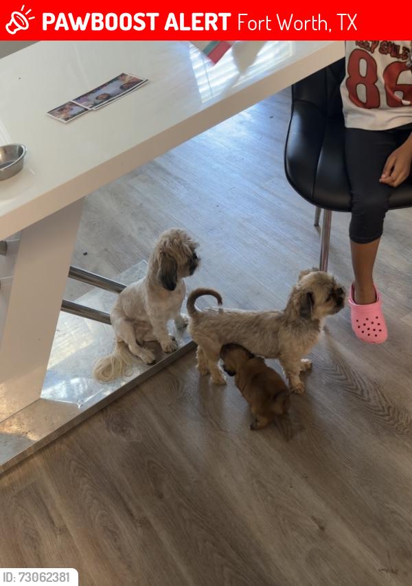 Lost Female Dog last seen Nightingale Drive, Fort Worth, TX 76123