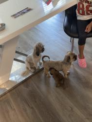 Lost Female Dog last seen Nightingale Drive, Fort Worth, TX 76123