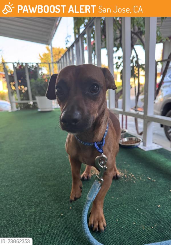 Found/Stray Male Dog last seen Revelry & Interlude St, San Jose, CA 95121