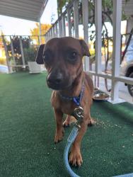 Found/Stray Male Dog last seen Revelry & Interlude St, San Jose, CA 95121