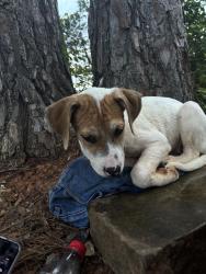 Lost Female Dog last seen Milton ave near to the police department , Anderson, IN 46012