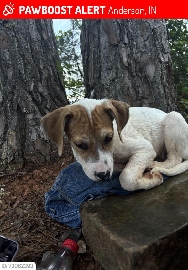 Lost Female Dog last seen Milton ave near to the police department , Anderson, IN 46012