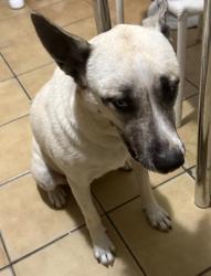 Found/Stray Female Dog last seen Nw 103 rd st miami fl 33147, Miami, FL 33147