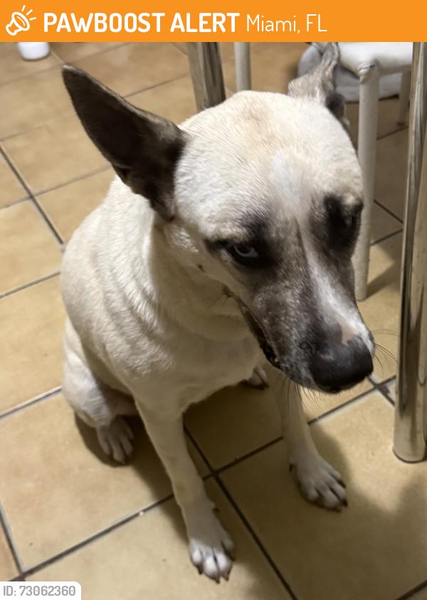 Found/Stray Female Dog last seen Nw 103 rd st miami fl 33147, Miami, FL 33147