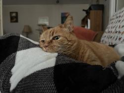 Lost Female Cat last seen Near Mullins Street and Walker St, Kingsport, TN 37665
