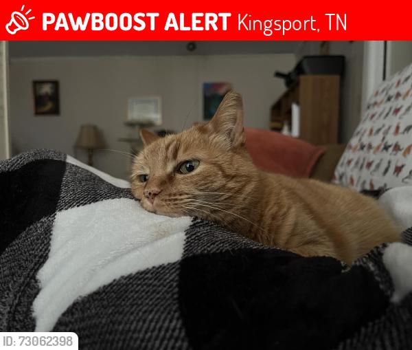 Lost Female Cat last seen Near Mullins Street and Walker St, Kingsport, TN 37665