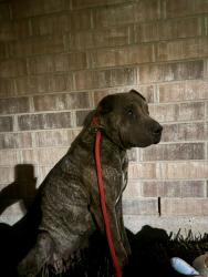 Found/Stray Male Dog last seen FM 1314 and Painted Boulevard, Porter, TX 77365