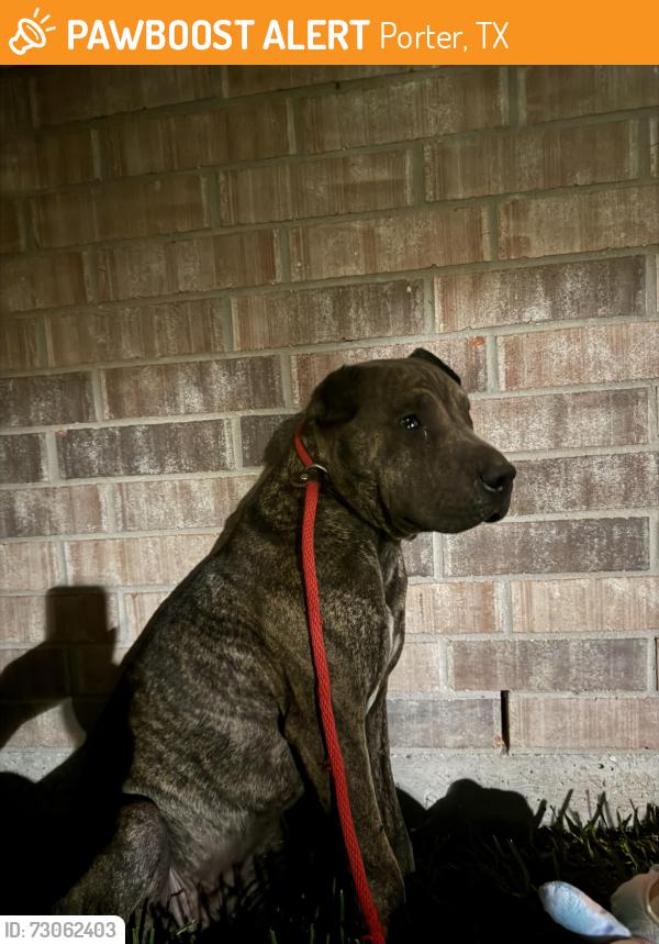 Found/Stray Male Dog last seen FM 1314 and Painted Boulevard, Porter, TX 77365