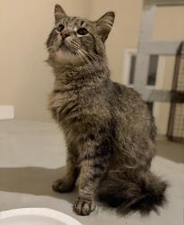 Found/Stray Male Cat last seen 16th and Drake, Chicago, IL 60623