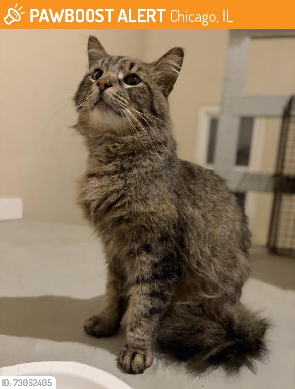 Found/Stray Male Cat last seen 16th and Drake, Chicago, IL 60623
