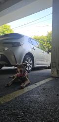 Found/Stray Female Dog last seen 125th & Ne 4th Ave, North Miami, FL 33161