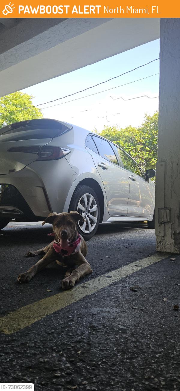 Found/Stray Female Dog last seen 125th & Ne 4th Ave, North Miami, FL 33161