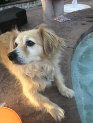 Reunited Female Dog last seen Watt, North Highlands, CA 95660