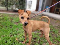 Shelter Stray Female Dog last seen , 957 N Gaffey St, San Pedro, CA 90731, USA