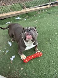Shelter Stray Female Dog last seen UNKOWN, 1950 Stevenson Blvd, Fremont, CA 94538, USA