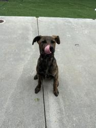 Shelter Stray Male Dog last seen CHERRY ST RAILROAD TRACKS, 1950 Stevenson Blvd, Fremont, CA 94538, USA