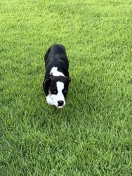 Found/Stray Male Dog last seen Ross Rd, Memphis, TN 38115