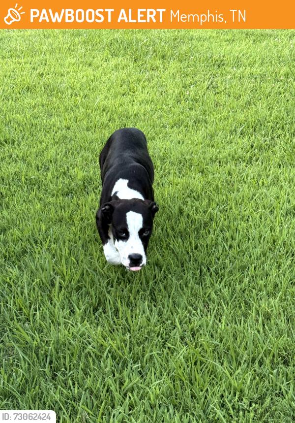 Found/Stray Male Dog last seen Ross Rd, Memphis, TN 38115