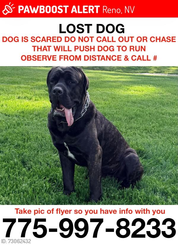 Lost Male Dog last seen Near S McCarran Blvd Reno, NV 89523 United States, Reno, NV 89523